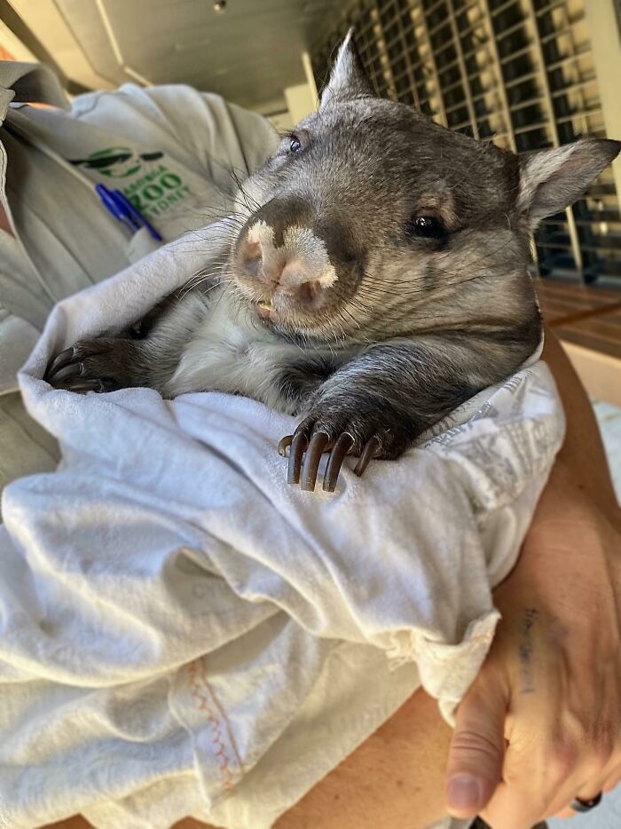 Cute baby animal wrapped in a blanket being held, showcasing adorable features sure to evoke aww reactions.
