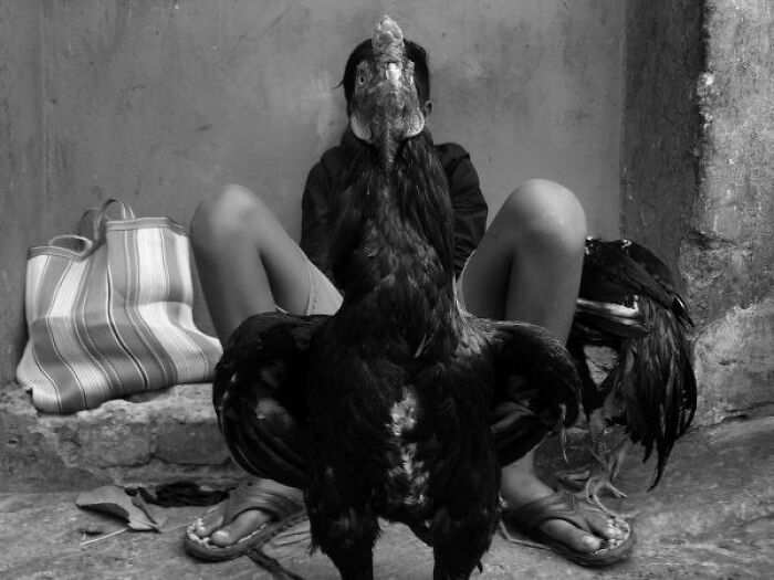 Black-and-white street photo from India showing a person sitting behind a large rooster in an urban setting.