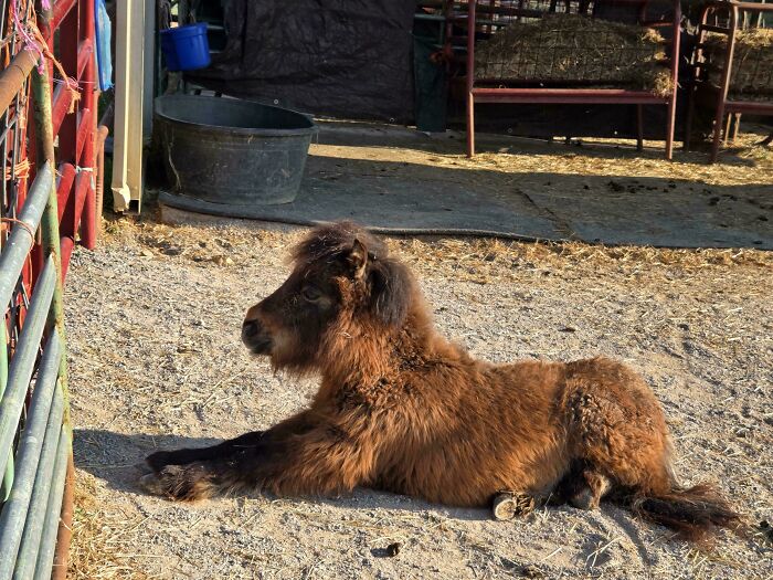 Cute baby animal lying down on farm ground near metal fence, showcasing adorable baby animal charm and innocence.