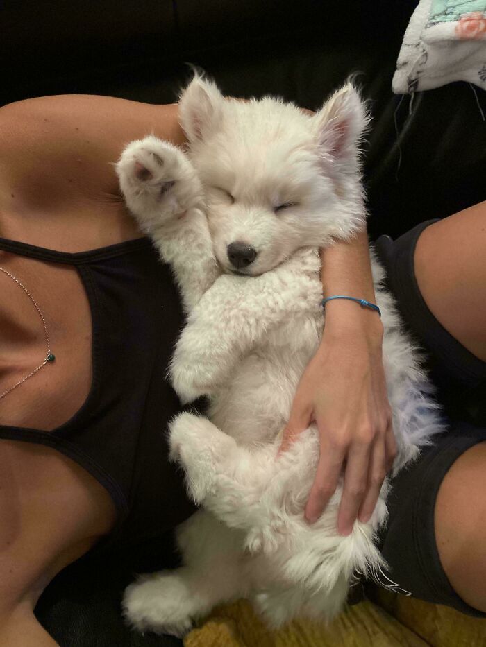 Fluffy white baby dog sleeping peacefully on a person’s chest, showing adorable cute baby animal moments.