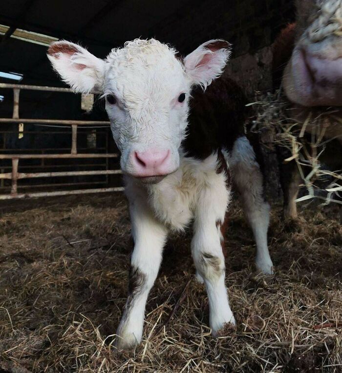 Adorable baby calf standing on hay inside a barn, showcasing cute baby animal charm and innocence.