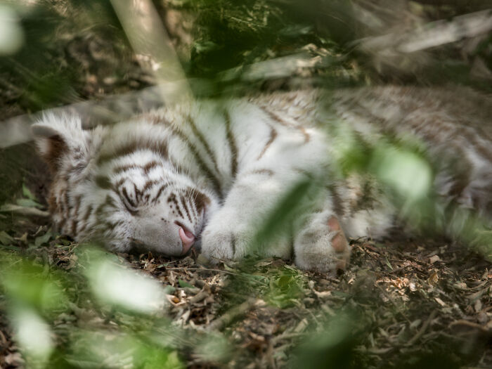Sleeping white tiger cub resting peacefully on the forest floor surrounded by leaves and greenery, cute baby animal pic