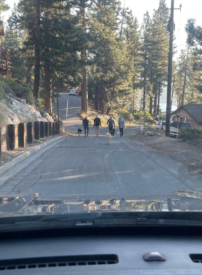 View from a car stopped behind pedestrians and dogs on a narrow forest road, mildly infuriating patience test moment.