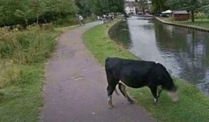 Cow grazing near a canal along a walking path captured unexpectedly on Google Earth and Maps image.