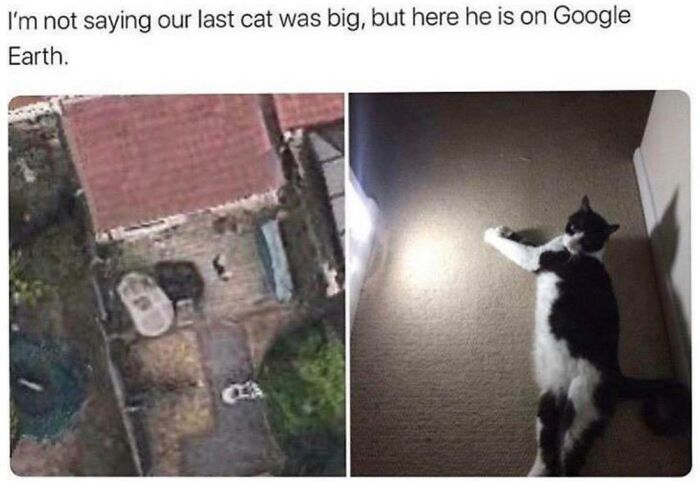 Black and white cat captured on Google Earth appearing unusually large in a backyard next to a house and driveway.
