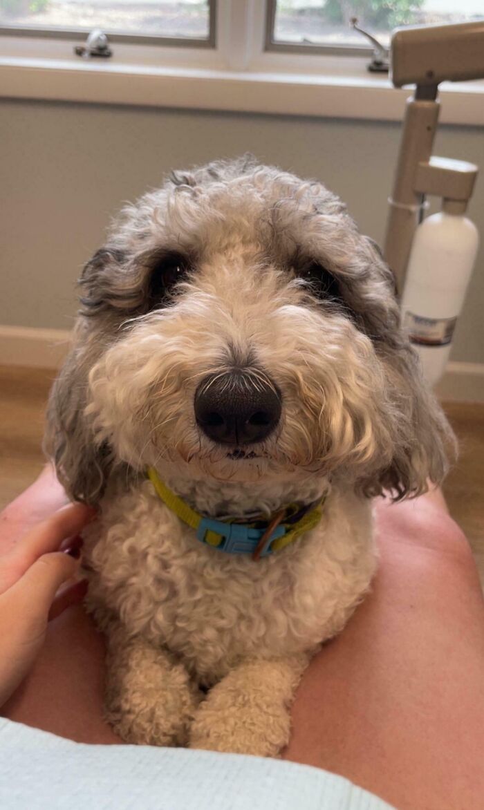 Curly dog sitting on patient's lap, showcasing one of the wholesome things doctors did to put patients at ease.