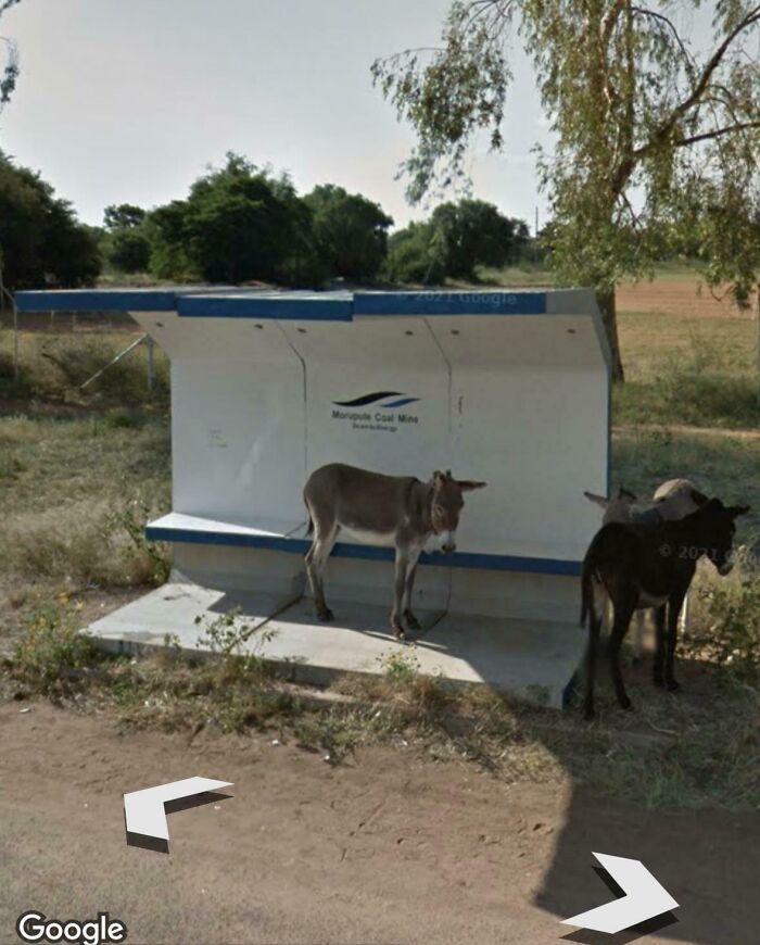 Donkeys standing at a rural bus stop captured unexpectedly on Google Earth and Maps in a natural outdoor setting.