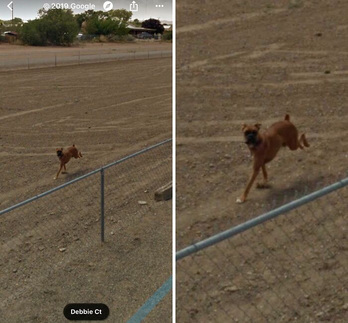Dog running in an empty fenced field captured unexpectedly on Google Earth and Maps street view.