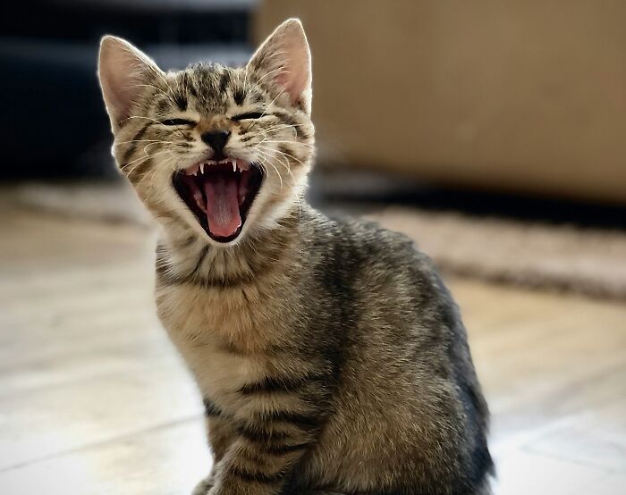 Playful kitten yawning indoors, illustrating curious and unexpected moments related to interesting Viking facts.