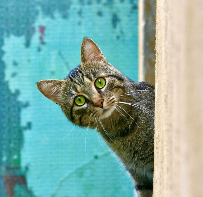 Tabby cat with green eyes peeking from behind a wall against a textured turquoise background, illustrating facts about Vikings.