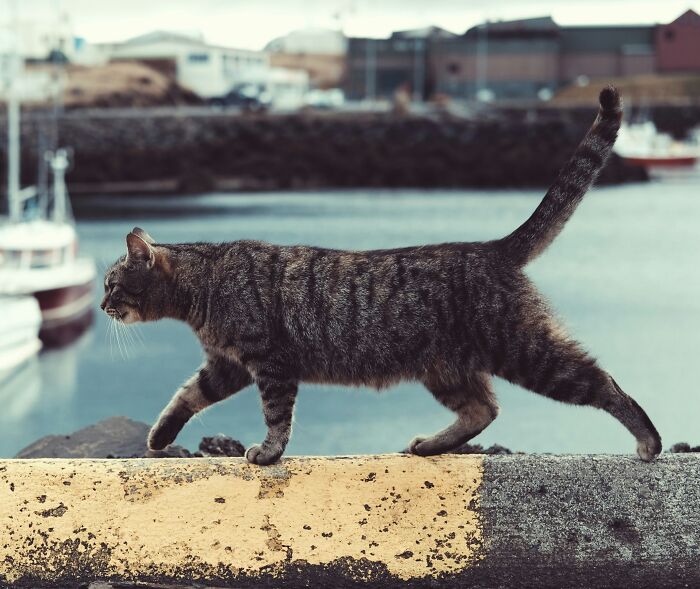 Tabby cat walking along a weathered harbor wall near boats, illustrating a scene connected to Viking facts and history.