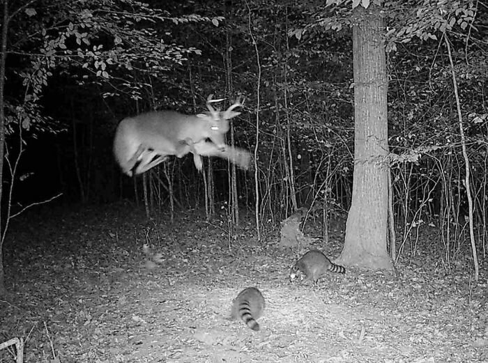 Wild animals captured funny moment of a deer leaping over raccoons in a forest at night unseen by the camera.