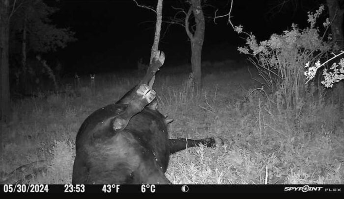 Wild animals captured being funny at night near trees, with one animal lying on its back in the grass.