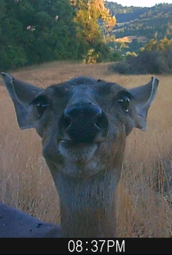 Close-up of a wild animal making a funny face in its natural habitat, captured without knowing it was recorded.