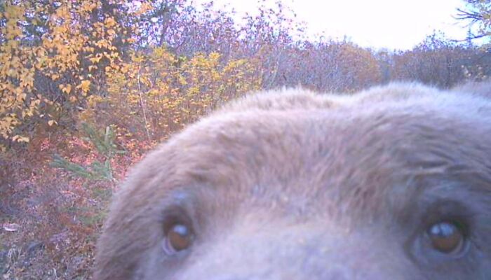 Close-up of a wild animal's face captured being funny in a natural outdoor setting with autumn leaves in the background