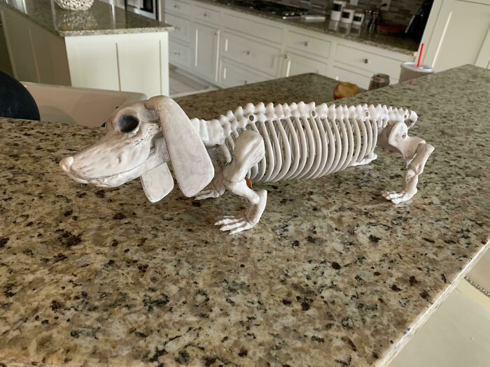 Dog skeleton Halloween decoration on a kitchen countertop, showcasing a funny Halloween fail for spooky decor.