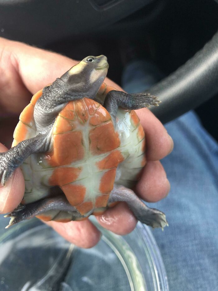 Close-up of a cute baby turtle with bright orange shell patterns held gently in a person's hand, showcasing adorable baby animal pics.