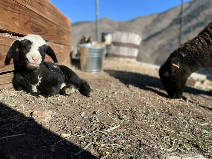 Black and white baby lamb resting on the ground with another lamb grazing nearby in a sunny outdoor setting.