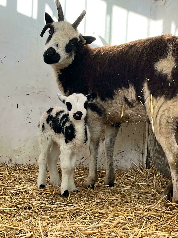 Baby animal pics showing a spotted lamb standing next to its mother goat inside a straw-covered pen.