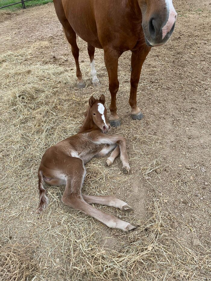 Newborn foal lying on hay next to its mother horse in a barn setting, showcasing cute baby animal moments.