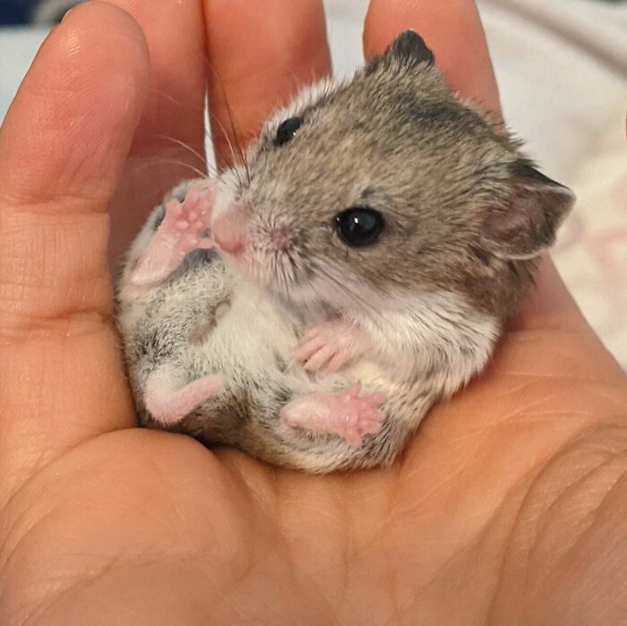 Tiny cute baby animal, a small hamster curled up in a person’s hand, showcasing adorable baby animal charm.