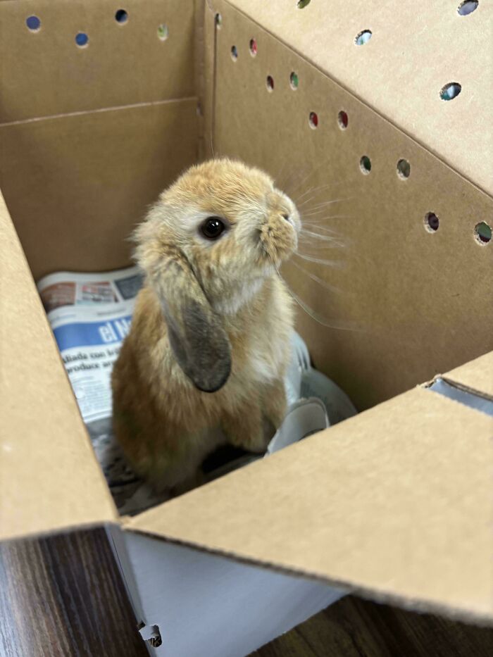 Cute baby rabbit with floppy ears sitting inside a cardboard box, showcasing adorable baby animal charm.