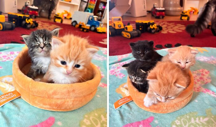 Two images of adorable baby kittens, some inside a soft bed, surrounded by colorful toys and a cozy blanket.