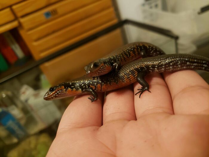 Two cute baby lizards with spotted skin resting on a person's hand, showcasing adorable baby animal pics.