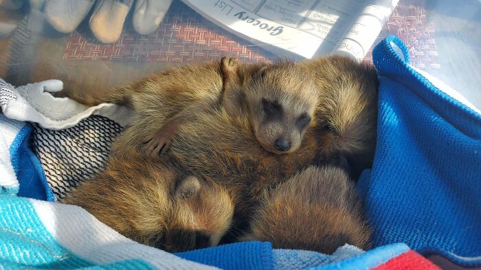 Three cute baby animals cuddling together on a blue and white blanket, showcasing adorable baby animal pics.