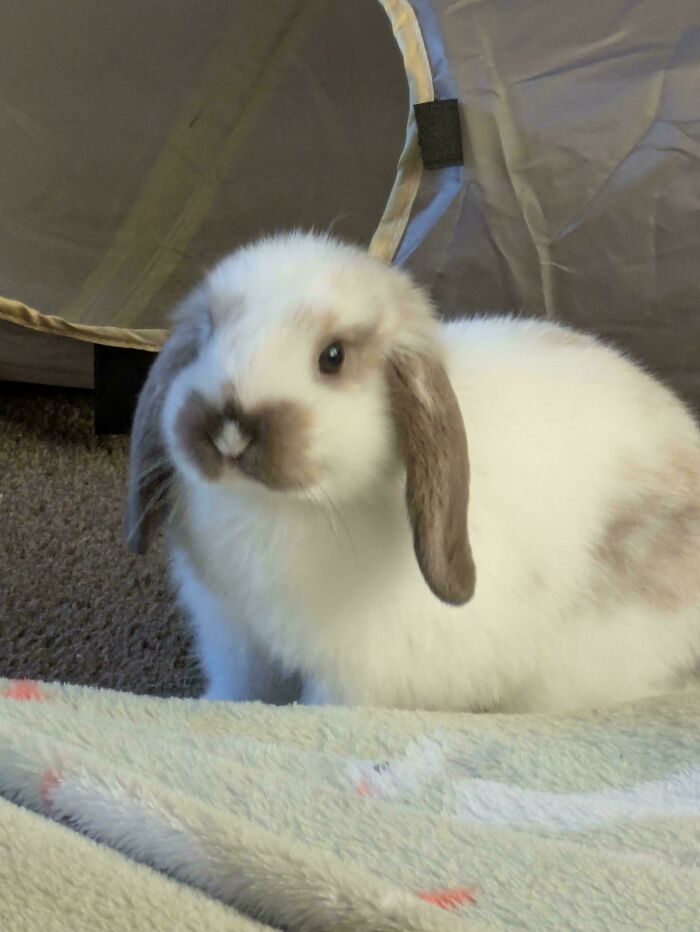 Fluffy baby bunny with brown ears and markings sitting on a blanket, one of the cute baby animal pics.