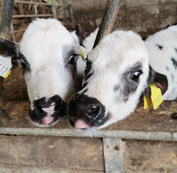 Two cute baby calves with white fur and black spots sticking out their tongues in a rustic barn setting baby animal pics