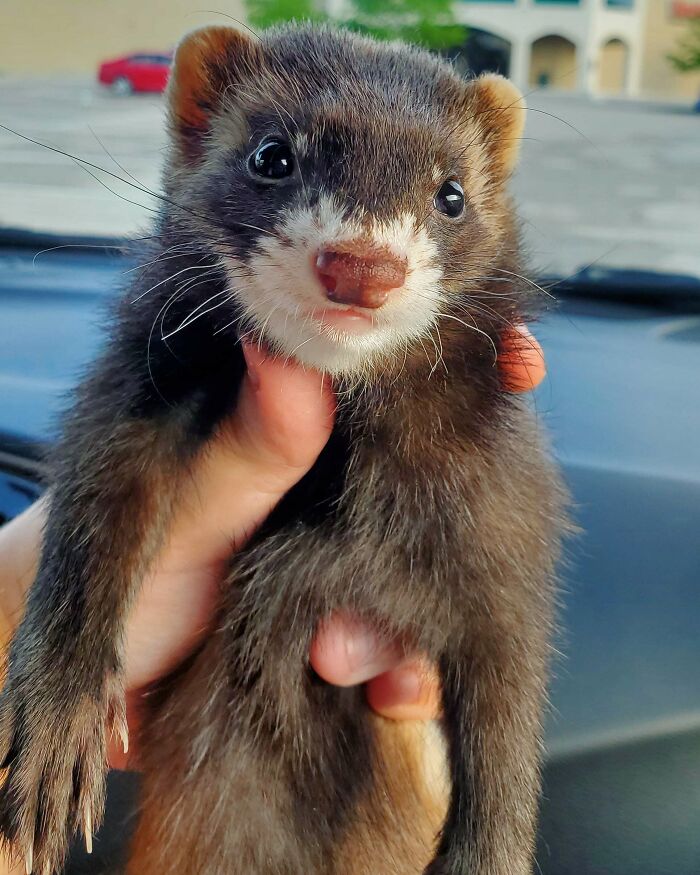 Close-up of a cute baby animal being held, showcasing adorable features and soft fur in natural light.