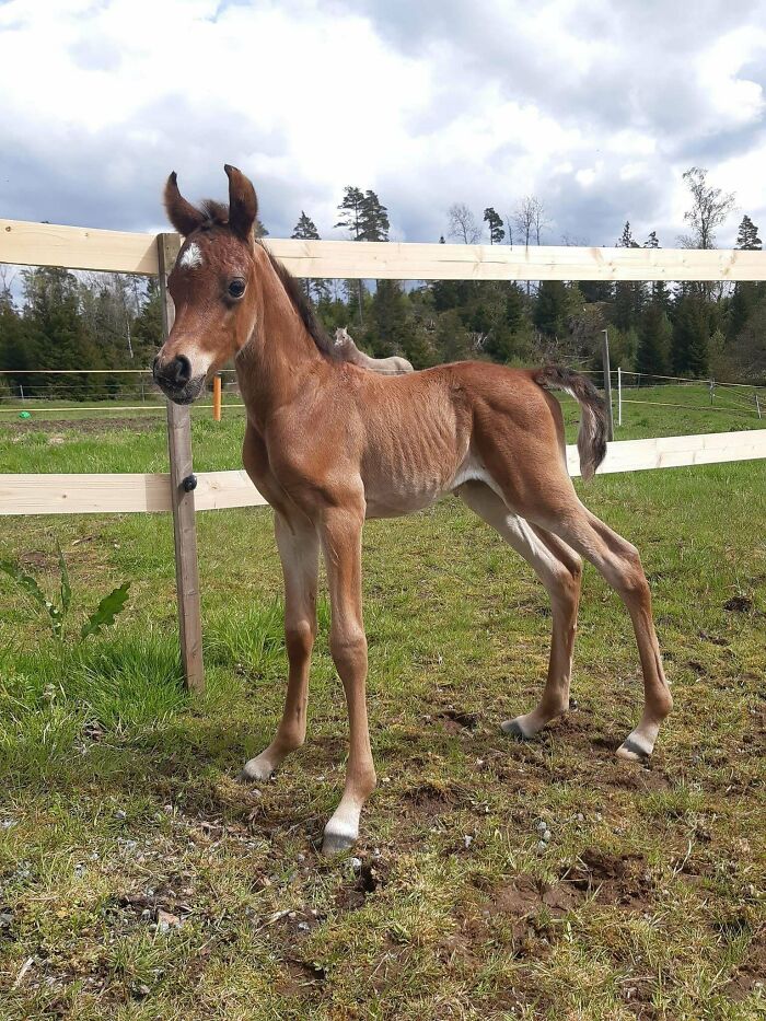 Cute baby animal standing in a grassy fenced area on a partly cloudy day, showing endearing and delicate features.