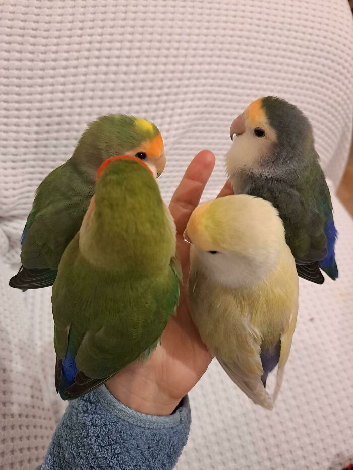 Four cute baby lovebirds perched on a hand, showcasing adorable baby animal pics that inspire the aww reaction.