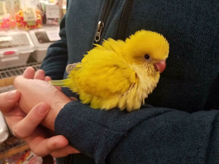 Yellow baby bird resting on a person's arm, showcasing one of the cutest baby animal pics that inspire an aww reaction.