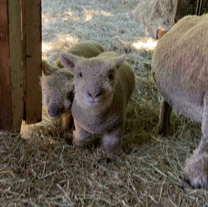 Two cute baby lambs standing on hay inside a barn, showcasing adorable baby animal pics with soft woolly coats.