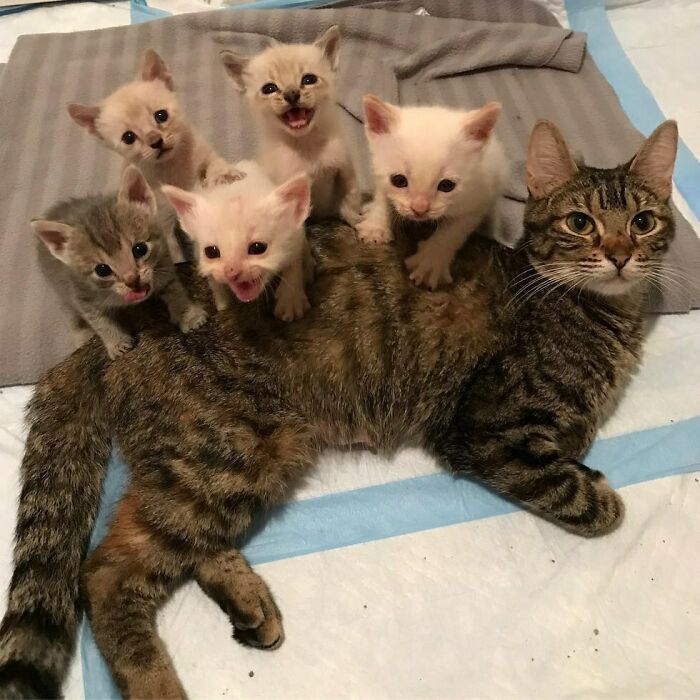 Tabby cat lying down with five cute baby kittens climbing and meowing on its back, adorable baby animal moment.