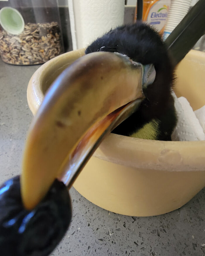 Close-up of a cute baby toucan with a large colorful beak resting inside a beige bowl on a kitchen counter.