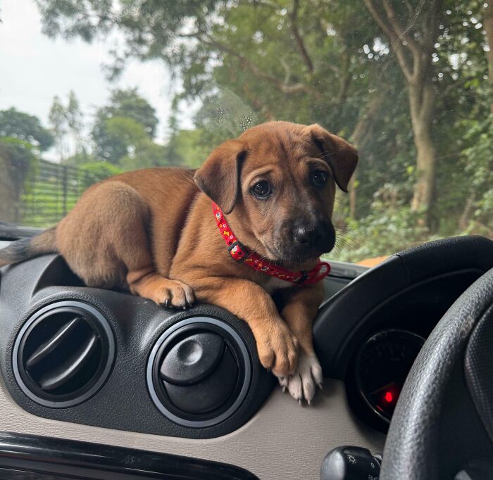 Cute baby dog lying on car dashboard with a red collar, showcasing adorable baby animal pics that evoke “aww” reactions.