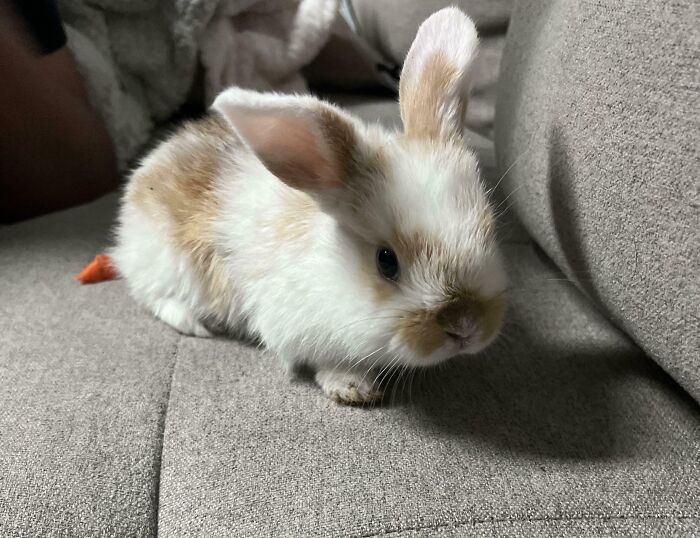 Baby animal pic of a small white and brown fluffy bunny resting on a gray fabric couch, showcasing extreme cuteness and softness.