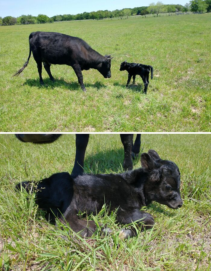 Black cow and its calf in a green field showing adorable baby animal moments perfect for cute baby animal pics.