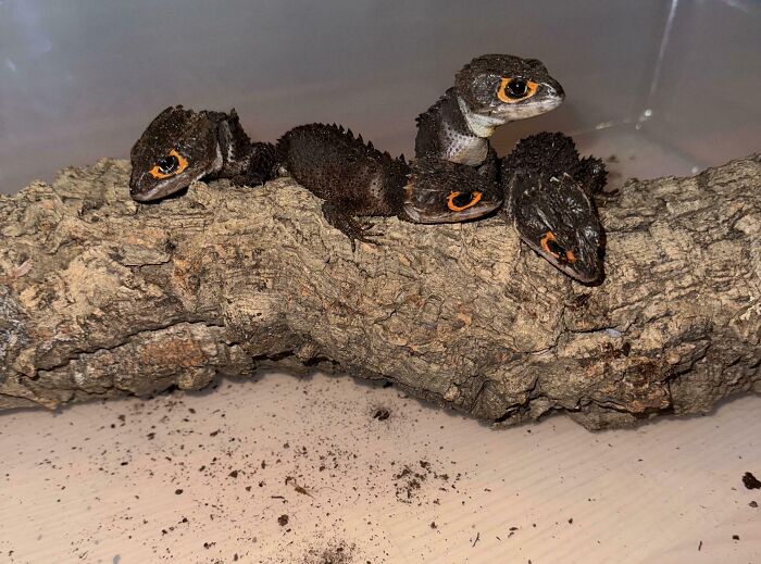 Four cute baby animals with bright orange rings around their eyes resting on a textured tree branch close-up.