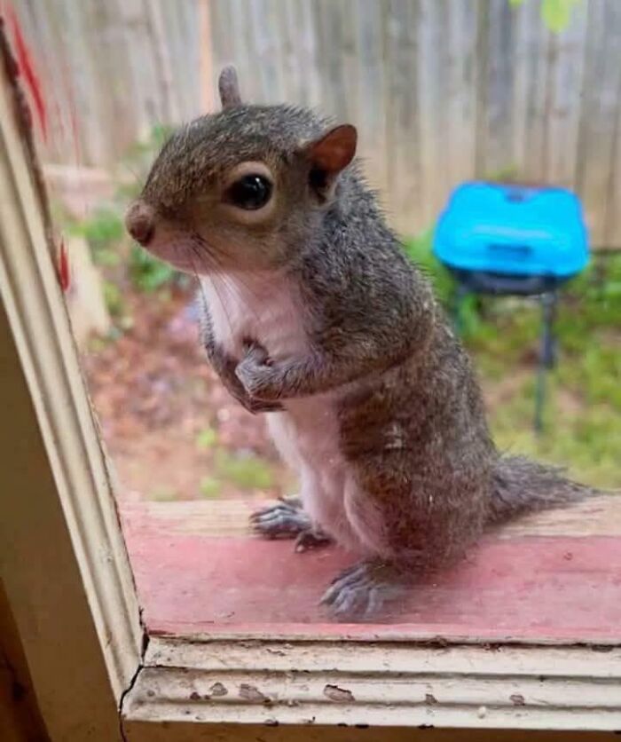 Close-up of a cute baby animal squirrel looking through a window, showcasing adorable features in natural outdoor setting.