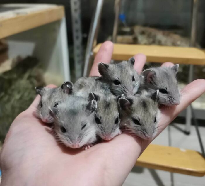 Small cute baby animals resting on a hand, showcasing the irresistibly adorable charm of baby animal pics.