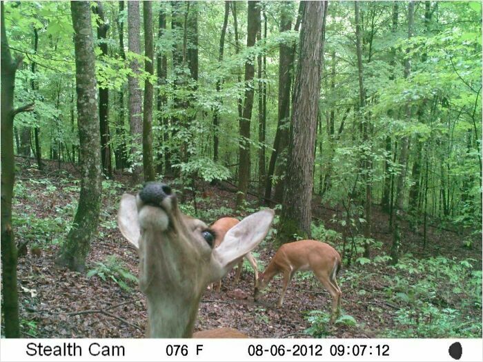 Close-up of a wild deer making a funny face in a forest, captured by a stealth cam showing wild animals being funny.