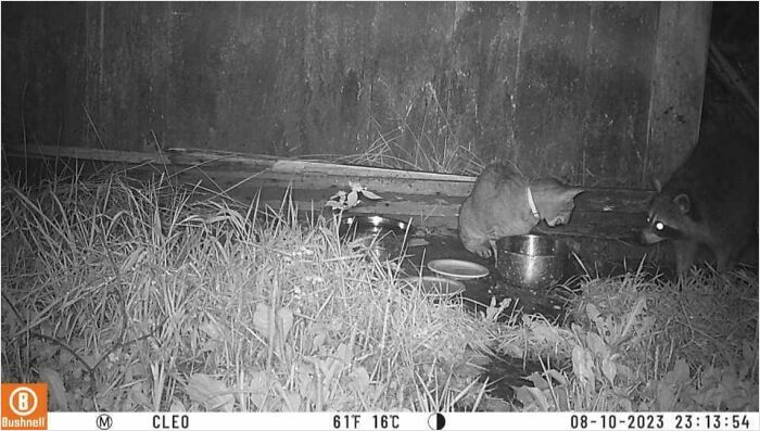 Wild animals captured being funny at night as a cat and raccoon interact near food bowls in tall grass.