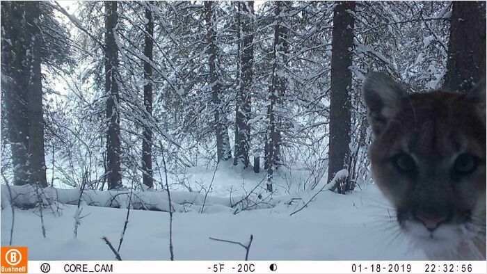 Close-up of a wild cougar in snowy forest, showcasing funny wild animals captured unaware by a trail camera.