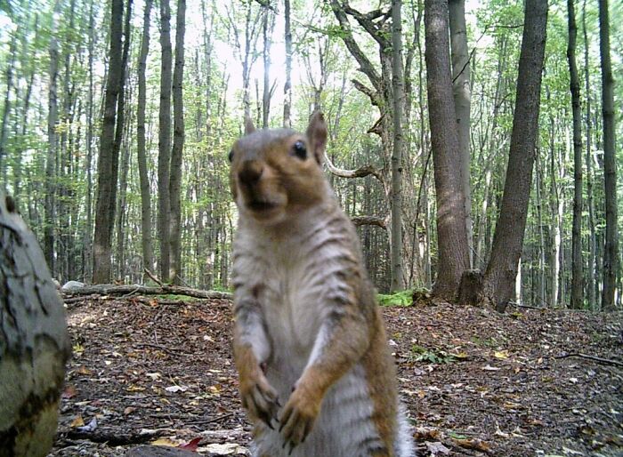 Wild animals captured being funny in a forest, showing a close-up of a curious squirrel unaware of the camera.