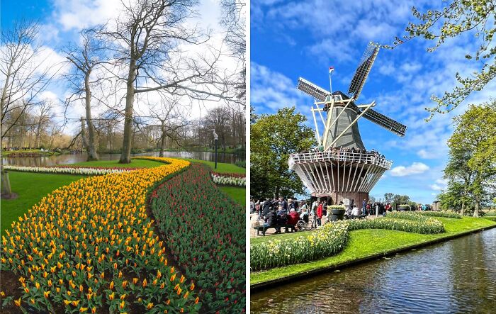 Colorful tulip beds and a traditional windmill beside a canal in famous gardens under blue skies.