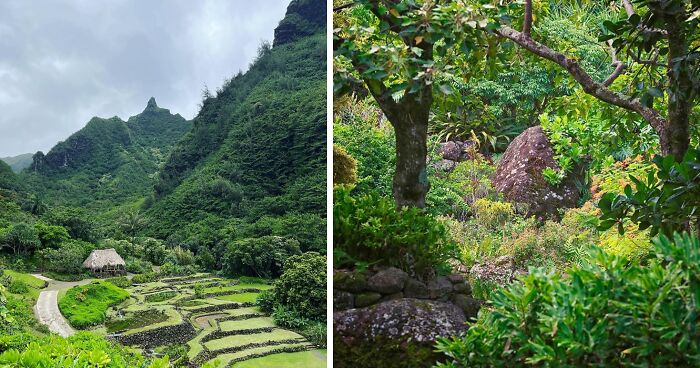 Lush green famous gardens with terraced fields and dense trees under an overcast sky showcasing natural beauty.